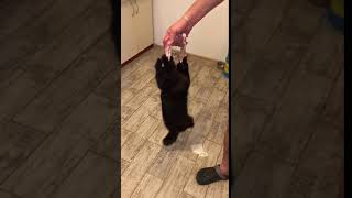 Growling Cat Dangles from Piece of Raw Chicken  1031651 [upl. by Cristi]