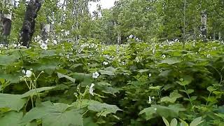 Thimbleberry Grove along Sofa Mountain Trail Waterton [upl. by Loma]