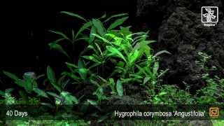 Hygrophila costata Angustifolia [upl. by Esinned43]