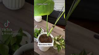 Monstera Albo New Leaf Growth Update Variegated Plants plants indoorplants houseplants leaf [upl. by Ellesij]