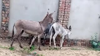 donkey animals thardesert [upl. by Akeihsal271]