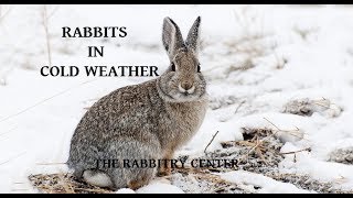 Rabbits In Cold Weather [upl. by Alyakcim]