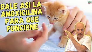 ✅ ¿COMO DAR LA AMOXICILINA PARA GATOS ¿A QUE DOSIS ¿PARA QUE SIRVE ✅ [upl. by Eitteb311]