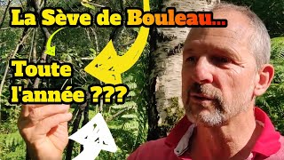 Comment la sève de bouleau peut se consommer toute lannée [upl. by Bridie396]