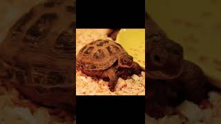 Сухопутная ЧЕРЕПАХА 🐢 aquarium relaxing music animals relaxingmusic turtle aquarim [upl. by Aleciram]