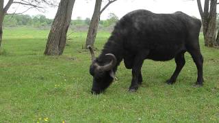 Grazing Water Buffalo in Hungary [upl. by Naresh]