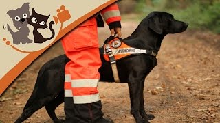 Rettungshundeausbildung  Die Ausbildung zum Rettungshund [upl. by Tihom320]