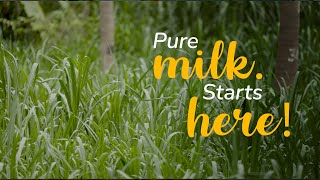 The benefits of organic fodder for pure milk  Akshayakalpa organic [upl. by Clarkson]