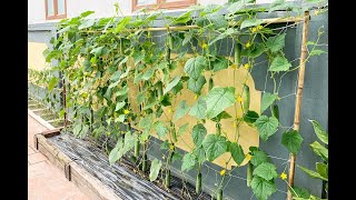 growing cucumbers at home [upl. by Adnik608]