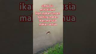 simbiosis mutualisme shortviral mancingmania fishing [upl. by Ogawa]