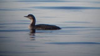 Pacific Diver Northern cape of Öland Sweden 20231111 [upl. by Filia]