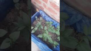 winter garden  first veggies 🔥☘️🫘☘️youtubeshorts wintergarden viralvideos [upl. by Ardnazil]