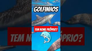 Golfinhos se identificam por nome 🐬 👀 [upl. by Swayder757]