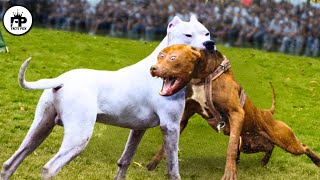 Trained Dogo Vs Pitbull Comparison  Pitbull Vs Dogo Argentino Real Video [upl. by Allsopp]