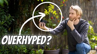 Tomato Grafting Overhyped quotHACKquot or Gardening Revelation Lets Find Out [upl. by Secilu242]