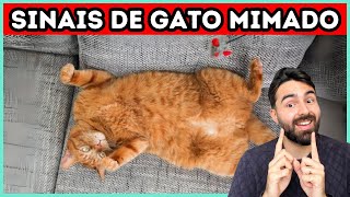 9 Sinais de Que Seu Gato É MIMADO [upl. by Llehcam]