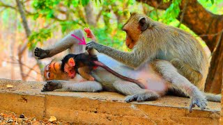 Big pityPoor mother monkey ALIKA no power needs more rest to take cares her baby monkey ALIS [upl. by Ahsinyd]