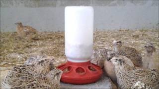 Wachteln beim fressen  Lochfutterautomat für Wachteln [upl. by Beller983]