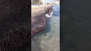 Posidonia power protecting Postiguet beach Alicante against Erosion 9112024 [upl. by Nelsen]