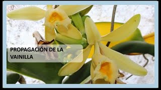 PROPAGACIÓN DE LA VAINILLA Cultivo de Orquídeas [upl. by Sidnala230]