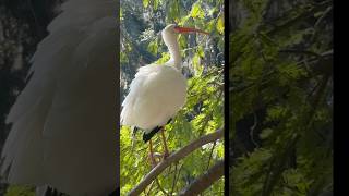 Birds City Park New Orleans birds neworleans citypark nature louisiana ibis heron egret [upl. by Norat]