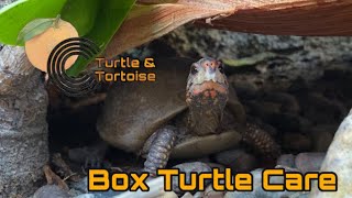 Box Turtle Care and Information [upl. by Armbrecht]