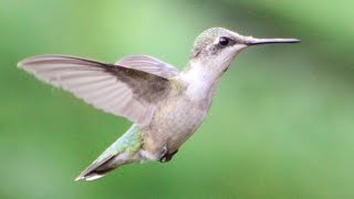 Hummingbird Wing Sounds [upl. by Letha977]