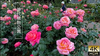 【4K HDR Rose】In Tokyo the season for enjoying autumn roses has arrived [upl. by Nnylodnewg]