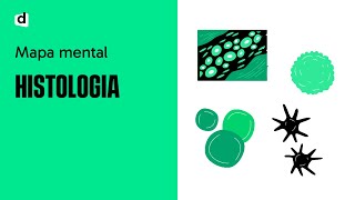 HISTOLOGIA UM SUPER MAPA MENTAL PARA O ENEM E VESTIBULARES [upl. by Lienahs]