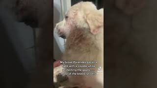 My Great Pyrenees Simba Killed a coyote and everyone on TikTok went crazy over it [upl. by Biddick427]