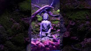 Paludarium spraying and cleaning paludarium plantedtank aquarium [upl. by Aleunamme]