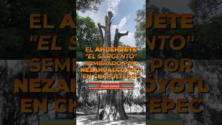 El AHUEHUETE sembrado por Nezahualcóyotl que está en el olvido y sin vida en CHAPULTEPEC [upl. by Davison]