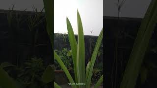 Pandanus veitchiiBiryani leaf plantRambha plantpayesh patta shortslove fulusgarden11 [upl. by Ggerk]