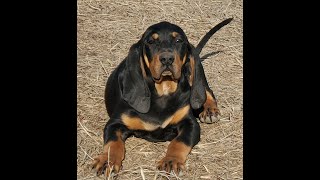 Old souls Super chill BLACKTAN COONHOUND puppies with LONG ears and big voices [upl. by Rodney]