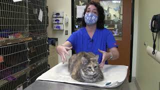 Monitoring Feline Respiratory Rate and Distress at Home [upl. by Burt]