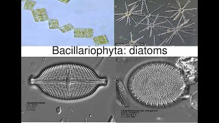 Bacillariophyta DiatomsPhycology and Bryology [upl. by Olenka]