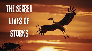 Beyond the Baby Myth The Secret Lives of Storks [upl. by Lenni]