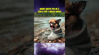 El perrito que dejaron en un calcetín 🧦😔💔 chihuahua babyanimal mascotas perros [upl. by Ffirahs]