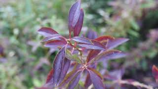 Border forsythia Forsythia × intermedia  Plant Identification [upl. by Adiehsar]