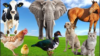 Familiar Animal Sounds Duck Cow Dog Horse Hen Elephant Cat  Cute Animal Moments [upl. by Nnahgiel]