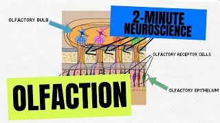 2Minute Neuroscience Olfaction [upl. by Niletak]