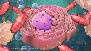 Overview of Cell Structure [upl. by Ibbob12]