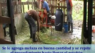 Simmental Costa Rica Proceso de Ensilaje King Grass [upl. by Opiak245]