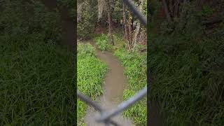 Wildcat Creek And Trail North Richmond California [upl. by Ondrea46]