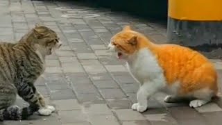 CAT FIGHT COMPILATION 2023 [upl. by Kalam717]