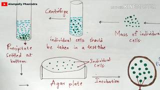 How to culture pluripotent stem cells in suspension Initiation of PSC cultures in suspension [upl. by Cho]