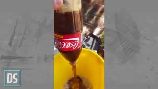 VÍDEO SE ENCUENTRA UNA RATA MUERTA EN BOTELLA DE COCA COLA [upl. by Tibbetts728]