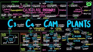 C3 C4 amp CAM Plants  Carb Metabolism 07  Biochemistry  PP Notes  Lehninger 6E Ch 202 [upl. by Eloken]