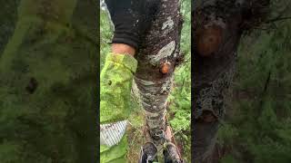 Arborist makes BIG mistake at the top of this tree arborist treeworker chainsaw climbing [upl. by Ardnuassak]