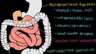 Small Intestine Structure Digestion Absorption [upl. by Whittemore]